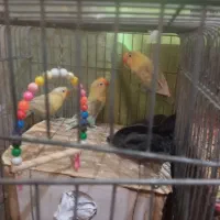 طوطی گرینچیک وبرزیلی|پرنده|آبپخش, |دیوار