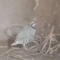 بلدرچین