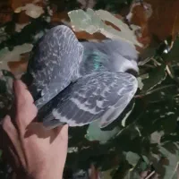 کفتر|پرنده|شیراز, کوشک میدان|دیوار