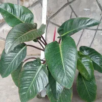 گل آپارتمانی(فیلودندرون)برگ انجیری.زیرقیمت اصلی|گل و گیاه طبیعی|آستانه اشرفیه, |دیوار