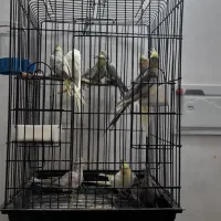 عروس هلندی|پرنده|دزفول, |دیوار