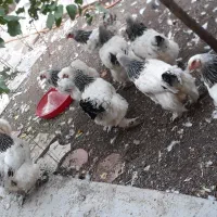 برهما|حیوانات مزرعه|مرند, |دیوار