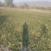 فروش یا چرا دام لوبیا محلی
