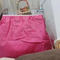 کوتوله برزیلی