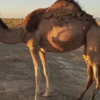 شتر|حیوانات مزرعه|گوهرکوه, |دیوار