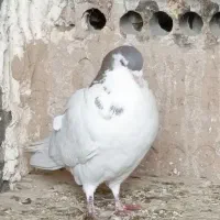 فروش 6عدد کفتر خوب و دونسته