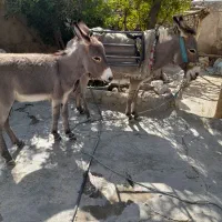 الاغ ماده|حیوانات مزرعه|کوهمره, |دیوار