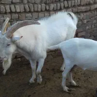 بزسانن|حیوانات مزرعه|مشهد, آبکوه|دیوار