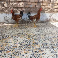 دوتا خروس عربی اصلی محلی