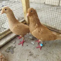 یک جفت کفتر زردکرمانی