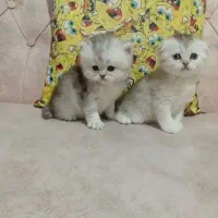 بریتیش سیلورns11/33شوت هیرو لانگ هیر