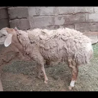 فروش قوچ چینی