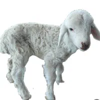 بره میخوام