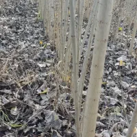 ـ صنوبر مناسب چوب گیری|خدمات باغبانی و درختکاری|بانه, |دیوار