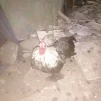 خروس کوشین850