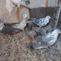 کبوتر المانی کرمونی|پرنده|مشهد, سجادیه|دیوار