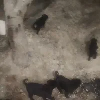 توله سگ دوبرمن معاوضه با مرغ جوان