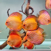 ماهی دیسکس ۴.۵ تا ۶ اینچ