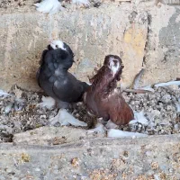 کبوتر شامپیون|پرنده|جرقویه, |دیوار