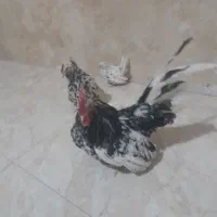 مرغ خروس جوجه ژاپنیز جاپنیز مینیاتوری|حیوانات مزرعه|مشهد, کوی سیدی|دیوار