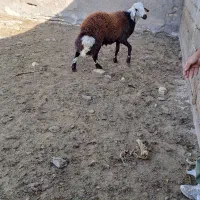 برقوچی افشاری|حیوانات مزرعه|فریمان, |دیوار