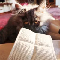 توله گربه خاص همالین