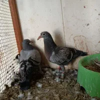 جوجه پلاکی کبوتر|پرنده|سعدآباد, |دیوار