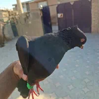 سیاه چشم نوک سفید