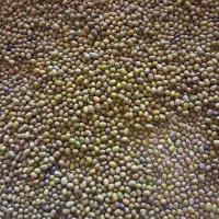 ماشک تمیز بدون نپزو کیلویی۱۸۵ معاوضه فقط با برنج