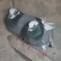 کبوتر شازده