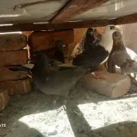 کبوتر|پرنده|خاش, |دیوار