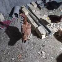 مرغ و خروس و جوجه لاری|حیوانات مزرعه|خمینی‌شهر, |دیوار