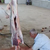 قصابی در حضور مشتری ،گوشت گوسفندی 1.500