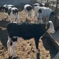 گوساله ماده صنعتی|حیوانات مزرعه|نیشابور, شهرآرا|دیوار