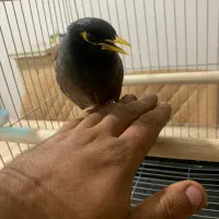 مرغ مینا کاملا دستی و سخنگو