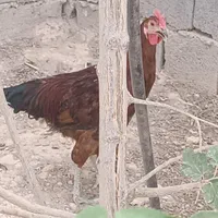 خروس گلپایگان