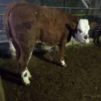 گوساله و گاو جوان گوشتی