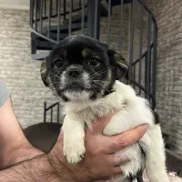 سگ پیکینیز زیر قیمت