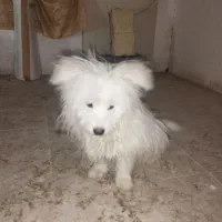 واگذاری سگ خانگی