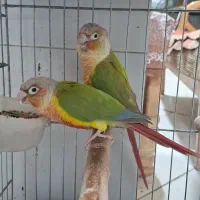 گیرینچیک جفت