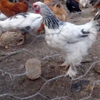 تعدادی مرغ و خروس برهما ومحلی  به فروش میرسد