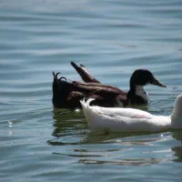 دوربین حرفه ای عکاسی و فیلمبرداری|دوربین عکاسی و فیلمبرداری|ارومیه, |دیوار