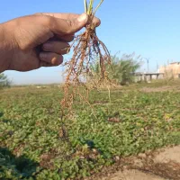 نهال کامارس پربار|عمدهفروشی|خان ببین, |دیوار