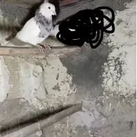 طوق الماسی ماده|پرنده|دهدشت, |دیوار