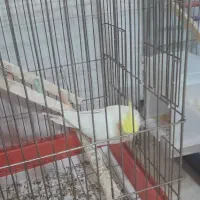 عروس هلندی دستی و مولد|پرنده|اسلام‌شهر, شهرک مهدیه|دیوار