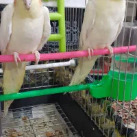 عروس هلندی|پرنده|قوچان, |دیوار