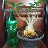 بنسای آدنیوم وپتوس ولیراتا
