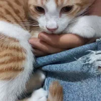 واگذاری گربه DSH نارنجی شیطون و بازیگوش|گربه|محمدشهر, ولدآباد|دیوار