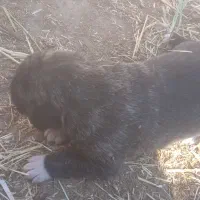 واگذاری.سگ.|سگ|رادکان, |دیوار