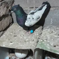 کفتر|پرنده|نرماشیر, |دیوار